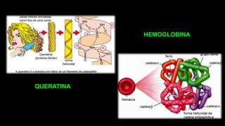 HEMOGLOBINA
QUERATINA
 