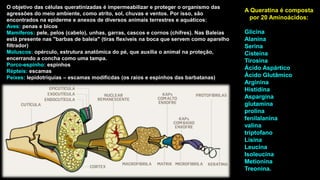A Queratina é composta
por 20 Aminoácidos:
Glicina
Alanina
Serina
Cisteína
Tirosina
Ácido Aspártico
Ácido Glutâmico
Arginina
Histidina
Aspargina
glutamina
prolina
fenilalanina
valina
triptofano
Lisina
Leucina
Isoleucina
Metionina
Treonina.
O objetivo das células queratinizadas é impermeabilizar e proteger o organismo das
agressões do meio ambiente, como atrito, sol, chuvas e ventos. Por isso, são
encontrados na epiderme e anexos de diversos animais terrestres e aquáticos:
Aves: penas e bicos
Mamíferos: pele, pelos (cabelo), unhas, garras, cascos e cornos (chifres). Nas Baleias
está presente nas "barbas de baleia" (tiras flexíveis na boca que servem como aparelho
filtrador)
Moluscos: opérculo, estrutura anatômica do pé, que auxilia o animal na proteção,
encerrando a concha como uma tampa.
Porco-espinho: espinhos
Répteis: escamas
Peixes: lepidotríquias – escamas modificdas (os raios e espinhos das barbatanas)
 