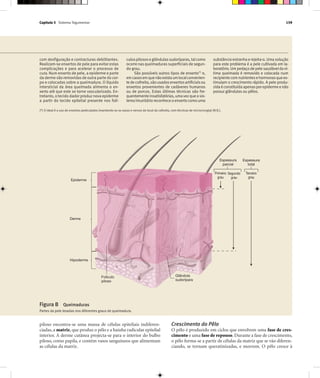 Capítulo 5 Sistema Tegumentar 159
com desfiguração e contracturas debilitantes.
Realizam-se enxertos de pele para evitar estas
complicações e para acelerar o processo de
cura. Num enxerto de pele, a epiderme e parte
da derme são removidas de outra parte do cor-
po e colocadas sobre a queimadura. O líquido
intersticial da área queimada alimenta o en-
xerto até que este se torne vascularizado. En-
tretanto, o tecido dador produz nova epiderme
a partir do tecido epitelial presente nos folí-
culospilososeglândulassudoríparas,talcomo
ocorre nas queimaduras superficiais de segun-
do grau.
São possíveis outros tipos de enxerto(*)
e,
emcasosemquenãoexistaumlocalconvenien-
tedecolheita,sãousadosenxertosartificiaisou
enxertos provenientes de cadáveres humanos
ou de porcos. Estas últimas técnicas são fre-
quentementeinsatisfatórias,umavezqueosis-
temaimunitárioreconheceoenxertocomouma
substância estranha e rejeita-o. Uma solução
para este problema é a pele cultivada em la-
boratório. Um pedaço de pele saudáveldaví-
tima queimada é removido e colocada num
recipientecomnutrientesehormonasquees-
timulam o crescimento rápido. A pele produ-
zidaéconstituídaapenasporepidermeenão
possui glândulas ou pêlos.
(*) O ideal é o uso de enxertos pediculados (mantendo-se os vasos e nervos do local da colheita, com técnicas de microcirurgia) (N.R.).
Epiderme
Derme
Hipoderme
Folículo
piloso
Glândula
sudorípara
Espessura
parcial
Espessura
total
Primeiro
grau
Terceiro
grau
Segundo
grau
Figura B Queimaduras
Partes da pele lesadas nos diferentes graus de queimadura.
piloso encontra-se uma massa de células epiteliais indiferen-
ciadas, a matriz, que produz o pêlo e a bainha radicular epitelial
interior. A derme cutânea projecta-se para o interior do bulbo
piloso, como papila, e contém vasos sanguíneos que alimentam
as células da matriz.
Crescimento do Pêlo
O pêlo é produzido em ciclos que envolvem uma fase de cres-
cimento e uma fase de repouso. Durante a fase de crescimento,
o pêlo forma-se a partir de células da matriz que se vão diferen-
ciando, se tornam queratinizadas, e morrem. O pêlo cresce à
 