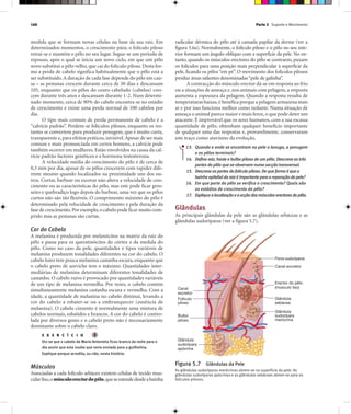 Parte 2 Suporte e Movimento160
medida que se formam novas células na base da sua raiz. Em
determinados momentos, o crescimento pára; o folículo piloso
retrai-se e mantém o pêlo no seu lugar. Segue-se um período de
repouso, após o qual se inicia um novo ciclo, em que um pêlo
novo substitui o pêlo velho, que cai do folículo piloso. Desta for-
ma a perda de cabelo significa habitualmente que o pêlo está a
ser substituído.A duração de cada fase depende do pêlo em cau-
sa – as pestanas crescem durante cerca de 30 dias e descansam
105, enquanto que os pêlos do couro cabeludo (cabelos) cres-
cem durante três anos e descansam durante 1-2. Num determi-
nado momento, cerca de 90% do cabelo encontra-se no estádio
de crescimento e existe uma perda normal de 100 cabelos por
dia.
O tipo mais comum de perda permanente de cabelo é a
“calvície padrão”. Perdem-se folículos pilosos, enquanto os res-
tantes se convertem para produzir penugem, que é muito curta,
transparente e,para efeitos práticos,invisível.Apesar de ser mais
comum e mais pronunciada em certos homens, a calvície pode
também ocorrer em mulheres. Estão envolvidos na causa da cal-
vície padrão factores genéticos e a hormona testosterona.
A velocidade média do crescimento do pêlo é de cerca de
0,3 mm por dia, apesar de os pêlos crescerem com rapidez dife-
rente mesmo quando localizados na proximidade uns dos ou-
tros. Cortar, barbear ou escovar não altera a velocidade de cres-
cimento ou as características do pêlo, mas este pode ficar gros-
seiro e quebradiço logo depois do barbear, uma vez que os pêlos
curtos não são tão flexíveis. O comprimento máximo do pêlo é
determinado pela velocidade de crescimento e pela duração da
fase de crescimento.Por exemplo,o cabelo pode ficar muito com-
prido mas as pestanas são curtas.
Cor do Cabelo
A melanina é produzida por melanócitos na matriz da raiz do
pêlo e passa para os queratinócitos do córtex e da medula do
pêlo. Como no caso da pele, quantidades e tipos variáveis de
melanina produzem tonalidades diferentes na cor do cabelo. O
cabelo loiro tem pouca melanina castanha escura, enquanto que
o cabelo preto de azeviche tem o máximo. Quantidades inter-
mediárias de melanina determinam diferentes tonalidades de
castanho. O cabelo ruivo é provocado por quantidades variáveis
de um tipo de melanina vermelha. Por vezes, o cabelo contém
simultaneamente melanina castanha escura e vermelha. Com a
idade, a quantidade de melanina no cabelo diminui, levando a
cor do cabelo a esbater-se ou a embranquecer (ausência de
melanina). O cabelo cinzento é normalmente uma mistura de
cabelos normais, esbatidos e brancos. A cor do cabelo é contro-
lada por diversos genes e o cabelo preto não é necessariamente
dominante sobre o cabelo claro.
E X E R C Í C I O
Diz-se que o cabelo de Maria Antonieta ficou branco da noite para o
dia assim que esta soube que seria enviada para a guilhotina.
Explique porque acredita, ou não, nesta história.
Músculos
Associadas a cada folículo sebáceo existem células de tecido mus-
cularliso,omúsculoerectordopêlo,queseestendedesdeabainha
Poros sudoríparos
Glândula
sebácea
Erector do pêlo
(músculo liso)
Glândula
sudorípara
merócrina
Canal
excretor
Folículo
piloso
Bulbo
piloso
Glândula
sudorípara
apócrina
Canal excretor
Figura 5.7 Glândulas da Pele
As glândulas sudoríparas merócrinas abrem-se na superfície da pele. As
glândulas sudoríparas apócrinas e as glândulas sebáceas abrem-se para os
folículos pilosos.
radicular dérmica do pêlo até à camada papilar da derme (ver a
figura 5.6a). Normalmente, o folículo piloso e o pêlo no seu inte-
rior formam um ângulo oblíquo com a superfície da pele. No en-
tanto, quando os músculos erectores do pêlo se contraem, puxam
os folículos para uma posição mais perpendicular à superfície da
pele, ficando os pêlos“em pé”. O movimento dos folículos pilosos
produz áreas salientes denominadas“pele de galinha”.
A contracção do músculo erector dá-se em resposta ao frio
ou a situações de ameaça e, nos animais com pelagem,a resposta
aumenta a espessura da pelagem. Quando a resposta resulta de
temperaturas baixas,é benéfica porque a pelagem armazena mais
ar e por isso funciona melhor como isolante. Numa situação de
ameaça o animal parece maior e mais feroz,o que pode deter um
atacante. É improvável que os seres humanos, com a sua escassa
quantidade de pêlo, obtenham qualquer benefício importante
de qualquer uma das respostas e, provavelmente, conservaram
este traço como atavismo da evolução.
13. Quando e onde se encontram na pele o lanugo, a penugem
e os pêlos terminais?
14. Defina raiz, haste e bulbo piloso de um pêlo. Descreva as três
partes do pêlo que se observam numa secção transversal.
15. Descreva aspartes do folículo piloso. De que forma é que a
bainha epitelial da raiz é importante para a reparação da pele?
16. Em que parte do pêlo se verifica o crescimento? Quais são
os estádios de crescimento do pêlo?
17. Explique alocalizaçãoeaacçãodosmúsculoserectoresdopêlo.
Glândulas
As principais glândulas da pele são as glândulas sebáceas e as
glândulas sudoríparas (ver a figura 5.7).
 