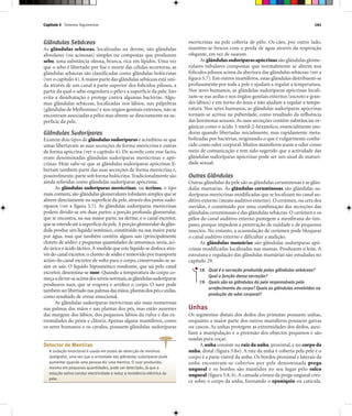 Capítulo 5 Sistema Tegumentar 161
Glândulas Sebáceas
As glândulas sebáceas, localizadas na derme, são glândulas
alveolares (ou acinosas) simples ou compostas que produzem
sebo, uma substância oleosa, branca, rica em lípidos. Uma vez
que o sebo é libertado por lise e morte das células secretoras, as
glândulas sebáceas são classificadas como glândulas holócrinas
(ver o capítulo 4).A maior parte das glândulas sebáceas está uni-
da através de um canal à parte superior dos folículos pilosos, a
partir da qual o sebo engordura o pêlo e a superfície da pele. Isto
evita a desidratação e protege contra algumas bactérias. Algu-
mas glândulas sebáceas, localizadas nos lábios, nas pálpebras
(glândulas de Meibomius) e nos órgãos genitais externos, não se
encontram associadas a pêlos mas abrem-se directamente na su-
perfície da pele.
Glândulas Sudoríparas
Existem dois tipos de glândulas sudoríparas e acreditou-se que
umas libertavam as suas secreções de forma merócrina e outras
de forma apócrina (ver o capítulo 4). De acordo com esse facto,
eram denominadas glândulas sudoríparas merócrinas e apó-
crinas. Hoje sabe-se que as glândulas sudoríparas apócrinas li-
bertam também parte das suas secreções de forma merócrina e,
possivelmente,parte sob forma holócrina.Tradicionalmente são
ainda referidas como glândulas sudoríparas apócrinas.
As glândulas sudoríparas merócrinas, ou écrinas, o tipo
mais comum,são glândulas glomerulares tubulares simples que se
abrem directamente na superfície da pele, através dos poros sudo-
ríparos (ver a figura 5.7). As glândulas sudoríparas merócrinas
podem dividir-se em duas partes: a porção profunda glomerular,
que se encontra, na sua maior parte, na derme, e o canal excretor,
queseestendeatéàsuperfíciedapele.Aporçãoglomerulardaglân-
dula produz um líquido isotónico, constituído na sua maior parte
por água, mas que também contém alguns sais (principalmente
cloreto de sódio) e pequenas quantidades de amoníaco, ureia, áci-
do úrico e ácido láctico. À medida que este líquido se desloca atra-
vés do canal excretor,o cloreto de sódio é removido por transporte
activo do canal excretor de volta para o corpo, conservando-se as-
sim os sais. O líquido hiposmótico resultante, que sai pelo canal
excretor, denomina-se suor. Quando a temperatura do corpo co-
meçaaelevar-seacimadosníveisnormais,asglândulassudoríparas
produzem suor, que se evapora e arrefece o corpo. O suor pode
tambémserlibertadonaspalmasdasmãos,plantasdospéseaxilas,
como resultado de stresse emocional.
As glândulas sudoríparas merócrinas são mais numerosas
nas palmas das mãos e nas plantas dos pés, mas estão ausentes
das margens dos lábios, dos pequenos lábios da vulva e das ex-
tremidades do pénis e clítoris. Apenas alguns mamíferos, como
os seres humanos e os cavalos, possuem glândulas sudoríparas
merócrinas na pele coberta de pêlo. Os cães, por outro lado,
mantêm-se frescos com a perda de água através da respiração
ofegante, em vez de suarem.
As glândulassudoríparasapócrinas são glândulas glome-
rulares tubulares compostas que normalmente se abrem nos
folículos pilosos acima da abertura das glândulas sebáceas (ver a
figura 5.7). Em outros mamíferos, estas glândulas distribuem-se
profusamente por toda a pele e ajudam a regular a temperatura.
Nos seres humanos, as glândulas sudoríparas apócrinas locali-
zam-se nas axilas e nos órgãos genitais externos (escroto e gran-
des lábios) e em torno do ânus e não ajudam a regular a tempe-
ratura. Nos seres humanos, as glândulas sudoríparas apócrinas
tornam-se activas na puberdade, como resultado da influência
das hormonas sexuais. As suas secreções contêm substâncias or-
gânicas como o ácido 3-metil-2-hexanóico, essencialmente ino-
doras quando libertadas inicialmente, mas rapidamente meta-
bolizadas por bactérias, originando o que é vulgarmente conhe-
cido como odor corporal. Muitos mamíferos usam o odor como
meio de comunicação e tem sido sugerido que a actividade das
glândulas sudoríparas apócrinas pode ser um sinal de maturi-
dade sexual.
Outras Glândulas
Outras glândulas da pele são as glândulas ceruminosas e as glân-
dulas mamárias. As glândulas ceruminosas são glândulas su-
doríparas merócrinas modificadas que se localizam no canal au-
ditivo externo (meato auditivo externo).O cerúmen,ou cera dos
ouvidos, é constituído por uma combinação das secreções das
glândulas ceruminosas e das glândulas sebáceas. O cerúmen e os
pêlos do canal auditivo externo protegem a membrana do tím-
pano, porque impedem a penetração de sujidade e de pequenos
insectos. No entanto, a acumulação de cerúmen pode bloquear
o canal auditivo externo e dificultar a audição.
As glândulas mamárias são glândulas sudoríparas apó-
crinas modificadas localizadas nas mamas. Produzem o leite. A
estrutura e regulação das glândulas mamárias são estudadas no
capítulo 29.
18. Qual é a secreção produzida pelas glândulas sebáceas?
Qual a função dessa secreção?
19. Quais são as glândulas da pele responsáveis pelo
arrefecimento do corpo? Quais as glândulas envolvidas na
produção do odor corporal?
Unhas
Os segmentos distais dos dedos dos primatas possuem unhas,
enquanto a maior parte dos outros mamíferos possuem garras
ou cascos. As unhas protegem as extremidades dos dedos, auxi-
liam a manipulação e a preensão dos objectos pequenos e são
usadas para coçar.
A unha consiste na raiz da unha, proximal, e no corpo da
unha, distal (figura 5.8a). A raiz da unha é coberta pela pele e o
corpo é a parte visível da unha. Os bordos proximal e laterais da
unha encontram-se cobertos por pele denominada prega
ungueal e os bordos são mantidos no seu lugar pelo sulco
ungueal (figura 5.8, b).A camada córnea da prega ungueal cres-
ce sobre o corpo da unha, formando o eponíquio ou cutícula.
Detector de Mentiras
A sudação emocional é usada em testes de detecção de mentiras
(polígrafo), uma vez que a actividade das glândulas sudoríparas pode
aumentar quando uma pessoa diz uma mentira. O suor produzido,
mesmo em pequenas quantidades, pode ser detectado, já que a
solução salina conduz electricidade e reduz a resistência eléctrica da
pele.
 