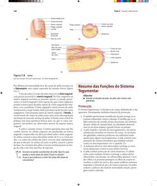 Parte 2 Suporte e Movimento162
Por debaixo da extremidade livre do corpo da unha encontra-se
o hiponíquio, uma região espessada da camada córnea (figura
5.8, c).
A raiz da unha e o corpo da unha unem-se ao leitoungueal,
cuja porção proximal é a matriz ungueal. No leito ungueal e na
matriz ungueal encontra-se presente apenas a camada germi-
nativa. A matriz ungueal é mais espessa do que o leito ungueal e
produz a maior parte da unha,apesar de o leito ungueal dar tam-
bém o seu contributo. O leito ungueal é visível através da unha
transparente e surge rosado, dada a presença na derme dos vasos
sanguíneos. Uma pequena parte da matriz ungueal, a lúnula, é
visível través do corpo da unha como uma zona esbranquiçada
em forma de crescente na base da unha.A lúnula, mais visível no
polegar, tem uma aparência branca uma vez que os vasos san-
guíneos não podem ser observados através da espessa matriz
ungueal.
A unha é camada córnea. Contém queratina dura que lhe
confere dureza. As células ungueais são produzidas na matriz
ungueal e empurradas em direcção distal sobre o leito ungueal.
As unhas crescem a uma velocidade média de 0,5 a 1,2 mm por
dia, e as unhas dos dedos das mãos crescem mais rapidamente
do que as dos pés. As unhas, tal como os pêlos, crescem a partir
da base. Ao contrário dos pêlos, crescem continuamente ao lon-
go da vida e não têm uma fase de repouso.
20. Enumere as partes constituintes da unha. Qual é a que
produz a maior parte da unha? O que é a lúnula?
21. O que é que endurece a unha? As unhas têm fases de
crescimento?
Resumo das Funções do Sistema
Tegumentar
Objectivo
■ Estudar as funções da pele, do pêlo, das unhas e das
glândulas.
Protecção
O sistema tegumentar é a fortaleza do corpo, defendendo-o das
agressões. Desempenha múltiplas funções de protecção.
1. O epitélio pavimentoso estratificado da pele protege as es-
truturas subjacentes contra a abrasão. À medida que as cé-
lulas exteriores da camada córnea descamam, são substituí-
das por células da camada basal.As calosidades desenvol-
vem-se em áreas sujeitas a grande fricção ou pressão.
2. A pele impede a entrada de microrganismos e de outras
substâncias estranhas no interior do corpo. As secreções
das glândulas cutâneas produzem um ambiente inade-
quado para alguns microrganismos. A pele contém com-
ponentes do sistema imunitário que também actuam
contra os microrganismos (ver o capítulo 22).
3. A melanina absorve a luz ultravioleta e protege as estru-
turas subjacentes contra os seus efeitos nocivos.
4. O pêlo confere protecção de várias maneiras. O cabelo
actua como isolador térmico e protege a cabeça da luz
ultravioleta e da abrasão. As sobrancelhas afastam o suor
dos olhos e as pestanas protegem os olhos de corpos es-
tranhos; os pêlos do nariz e dos canais auditivos externos
impedem a entrada de pó e de outros materiais. Os pêlos
axilares e púbicos são sinal de maturidade sexual e prote-
gem contra a abrasão.
Extremidade livre
Corpo da unha
Sulco ungueal
Prega ungueal
Lúnula
Eponíquio
(cutícula)
Raiz da unha
Osso
Prega ungueal Corpo da unha
Sulco ungueal
Epiderme
Matriz
da unha
Osso
Raiz da unha
(sob a pele)
Eponíquio
Corpo da unha
Leito ungueal
Bordo livre
Epiderme
Hiponíquio
Figura 5.8 Unha
(a) Face dorsal. (b) Corte transversal. (c) Corte longitudinal.
(a) (b)
(c)
 