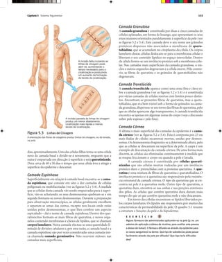 Capítulo 5 Sistema Tegumentar 153
dias,aproximadamente.Umadascélulasfilhastorna-seumacélula
nova da camada basal e dividir-se-á novamente, enquanto que a
outra é empurrada em direcção à superfície e será queratinizada.
Dura cerca de 40 a 50 dias o tempo que uma célula leva a atingir a
superfície da epiderme e descamar.
Camada Espinhosa
Superficialmente em relação à camada basal encontra-se a cama-
da espinhosa, que consiste em oito a dez camadas de células
poligonais ou multifacetadas (ver as figuras 5.2 e 5.4). À medida
que as células desta camada vão sendo empurradas para a super-
fície, vão-se achatando; os seus desmossomas quebram-se e em
seguida formam-se novos desmossomas. Durante a preparação
para observação microscópica, as células geralmente encolhem
e separam-se umas das outras, excepto nos locais onde estão
unidas pelos desmossomas, o que lhes confere um aspecto
espiculado – daí o nome de camada espinhosa. Dentro dos que-
ratinócitos formam-se mais fibras de queratina, e novos orga-
nelos contendo membranas e cheios de lípidos, que se chamam
corpos lamelares. Nesta camada efectua-se uma quantidade li-
mitada de divisões celulares e, por esta razão, a camada basal e a
camada espinhosa são por vezes consideradas uma camada úni-
ca chamada camada germinativa. Não ocorrem mitoses nas
camadas mais superficiais.
Camada Granulosa
A camada granulosa é constituída por duas a cinco camadas de
células aplanadas, em forma de losango, que apresentam os seus
eixos maiores orientados paralelamente à superfície da pele (ver
as figuras 5.2 e 5.4). Esta camada deve o seu nome aos grânulos
proteicos dispersos não associados a membrana de quera-
tohialina, que se acumulam no citoplasma da célula. Os corpos
lamelares destas células deslocam-se para a membrana celular e
libertam o seu conteúdo lipídico no espaço intercelular. Dentro
da célula forma-se um invólucro proteico sob a membrana celu-
lar. Nas camadas mais superficiais da camada granulosa, o nú-
cleo e outros organelos degeneram e a célula morre.Pelo contrá-
rio, as fibras de queratina e os grânulos de queratohialina não
degeneram.
Camada Translúcida
A camada translúcida aparece como uma zona fina e clara so-
bre a camada granulosa (ver as figuras 5.2 e 5.4) e é constituída
por várias camadas de células mortas com limites pouco distin-
tos. Encontram-se presentes fibras de queratina, mas a quera-
tohialina, que era bem visível sob a forma de grânulos na cama-
da granulosa,dispersou-se em torno das fibras de queratina,pelo
que as células aparecem algo transparentes.A camada translúcida
encontra-se apenas em algumas zonas do corpo (veja a discussão
sobre pele espessa e pele fina).
Camada Córnea
A última e mais superficial das camadas da epiderme é a cama-
da córnea (ver as figuras 5.2 e 5.4). Esta é composta por 25 ou
mais fiadas de células escamosas mortas, unidas por desmos-
somas.Os desmossomas fragmenta-se a determinada altura,pelo
que as células se descamam na superfície da pele. A caspa é um
exemplo de descamação da camada córnea. De uma forma mais
discreta, as células são eliminadas continuamente à medida que
as roupas friccionam o corpo ou quando a pele é lavada.
A camada córnea é constituída por células querati-
nizadas que são células mortas rodeadas por um invólucro
proteico duro e preenchidas com a proteína queratina. A que-
ratina é uma mistura de fibras de queratina e queratohialina. O
invólucro proteico e a queratina são responsáveis pela resistên-
cia estrutural da camada córnea. O tipo de queratina que se en-
contra na pele é a queratina mole. Outro tipo de queratina, a
queratina dura, encontra-se nas unhas e nas porções exteriores
dos pêlos. As células que contêm queratina dura duram mais
tempo do que as que contêm queratina mole e não descamam.
Em torno das células encontram-se lípidos libertados pe-
los corpos lamelares. Os lípidos são responsáveis por muitas das
características de permeabilidade da pele. O quadro 5.1 resume
a estrutura e funções da pele e da hipoderme.
E X E R C Í C I O
Alguns fármacos são administrados aplicando-os na pele (p. ex. um
adesivo de aplicação cutânea de nicotina, para auxiliar uma pessoa
a deixar de fumar). O fármaco difunde-se através da epiderme para
os vasos sanguíneos na derme. Que tipo de substâncias pode passar
facilmente através da pele por difusão? Que tipo teria dificulda-
des?
Figura 5.3 Linhas de Clivagem
A orientação das fibras de colagénio produz linhas de clivagem, ou de tensão,
na pele.
A incisão feita cruzando as
linhas de clivagem pode
abrir-se, aumentando o
tempo necessário para a
cicatrização e produzindo
um aumento da formação
de tecido de cicatrização.
A incisão paralela às linhas de clivagem
produz um menor afastamento,
cicatrização mais rápida e menos
tecido de cicatrização.
 