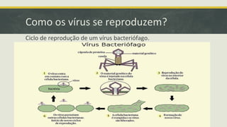 Como os vírus se reproduzem?
Ciclo de reprodução de um vírus bacteriófago.
 