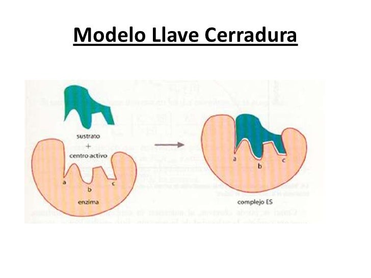 Reglas básicas del Metabolismo