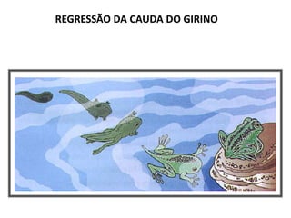 REGRESSÃO DA CAUDA DO GIRINO
 