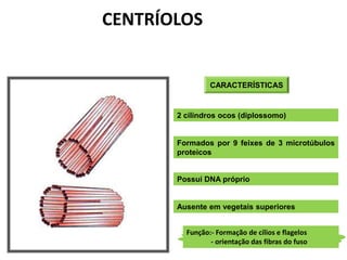 CARACTERÍSTICAS
2 cilindros ocos (diplossomo)
Formados por 9 feixes de 3 microtúbulos
proteicos
Possui DNA próprio
Ausente em vegetais superiores
Função:- Formação de cílios e flagelos
- orientação das fibras do fuso
CENTRÍOLOS
 
