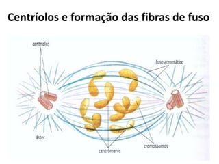 Centríolos e formação das fibras de fuso
 
