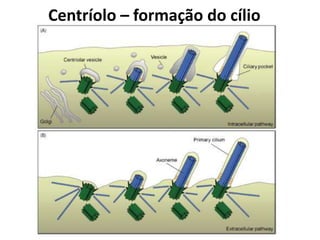 Centríolo – formação do cílio
 