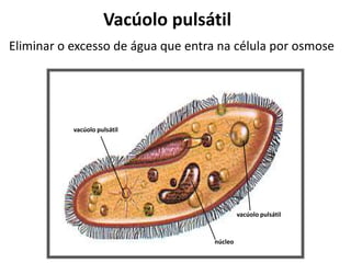 vacúolo pulsátil
núcleo
vacúolo pulsátil
Vacúolo pulsátil
Eliminar o excesso de água que entra na célula por osmose
 