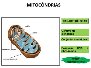 CARACTERÍSTICAS
Geralmente
cilíndricas
Conjunto: condrioma
Possuem DNA e
ribossomos
Função:
respiração celular
membrana interna
membrana externa
matriz
crista
MITOCÔNDRIAS
 