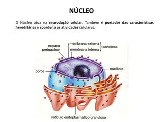 NÚCLEO
O Núcleo atua na reprodução celular. Também é portador das características
hereditárias e coordena as atividades celulares.
 