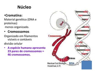 Núcleo
•Cromatina:
Material genético (DNA e
proteínas)
menos organizado.
• Cromossomos
Organizado em filamentos
visíveis e contáveis
divisão celular
• A espécie humana apresenta
23 pares de cromossomos =
46 cromossomos.
 