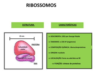  DESCOBERTA: 1953 por George Palade
 TAMANHO:  150 Aº (angstrons)
 COMPOSIÇÃO QUÍMICA: ribonucleoproteinas
 ORIGEM: nucléolo
 LOCALIZAÇÃO: livres ou aderidos ao RE
 FUNÇÃO: síntese de proteínas
ESTRUTURA CARACTERÍSTICAS
Subunidade
maior
Subunidade menor
25 nm
PROTEÍNA
RNA
RIBOSSOMOS
 
