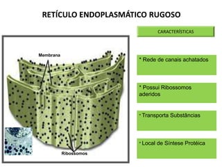 Membrana
Ribossomos
CARACTERÍSTICAS
* Possui Ribossomos
aderidos
* Rede de canais achatados
* Transporta Substâncias
* Local de Síntese Protéica
RETÍCULO ENDOPLASMÁTICO RUGOSO
 