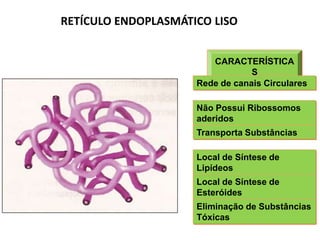 CARACTERÍSTICA
S
Não Possui Ribossomos
aderidos
Rede de canais Circulares
Transporta Substâncias
Local de Síntese de
Lipídeos
Local de Síntese de
Esteróides
Eliminação de Substâncias
Tóxicas
RETÍCULO ENDOPLASMÁTICO LISO
 