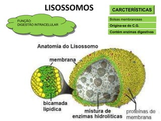 CARCTERÍSTICAS
Bolsas membranosas
Contém enzimas digestivas
Origina-se do C.G.
FUNÇÃO:
DIGESTÃO INTRACELULAR
LISOSSOMOS
 