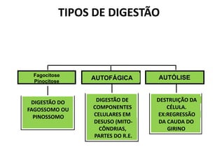 DIGESTÃO DO
FAGOSSOMO OU
PINOSSOMO
DIGESTÃO DE
COMPONENTES
CELULARES EM
DESUSO (MITO-
CÔNDRIAS,
PARTES DO R.E.
HETEROFÁGICAFagocitose
Pinocitose
AUTOFÁGICA
DESTRUIÇÃO DA
CÉLULA.
EX:REGRESSÃO
DA CAUDA DO
GIRINO
AUTÓLISE
TIPOS DE DIGESTÃO
 