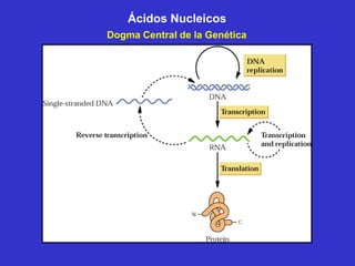 Ácidos Nucleicos
Dogma Central de la Genética
 