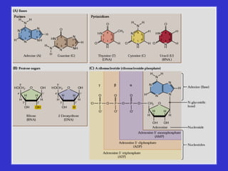 Nucleotidos y Ácidos Nucleícos
 