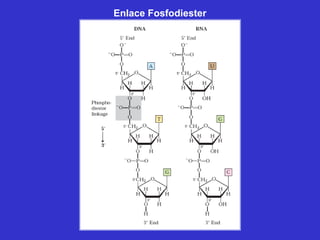 Enlace Fosfodiester
 