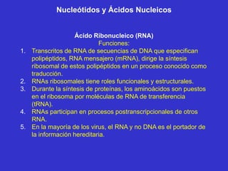 Nucleótidos y Ácidos Nucleicos


                    Ácido Ribonucleico (RNA)
                             Funciones:
1.   Transcritos de RNA de secuencias de DNA que especifican
     polipéptidos, RNA mensajero (mRNA), dirige la síntesis
     ribosomal de estos polipéptidos en un proceso conocido como
     traducción.
2.   RNAs ribosomales tiene roles funcionales y estructurales.
3.   Durante la síntesis de proteínas, los aminoácidos son puestos
     en el ribosoma por moléculas de RNA de transferencia
     (tRNA).
4.   RNAs participan en procesos postranscripcionales de otros
     RNA.
5.   En la mayoría de los virus, el RNA y no DNA es el portador de
     la información hereditaria.
 