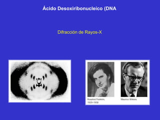 Ácido Desoxiribonucleíco (DNA



     Difracción de Rayos-X
 