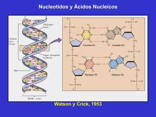 Nucleotidos y Ácidos Nucleícos




     Watson y Crick, 1953
 