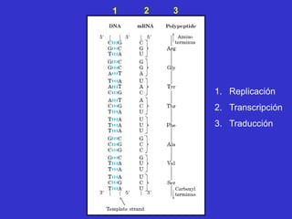 1   2   3




            1. Replicación
            2. Transcripción
            3. Traducción
 