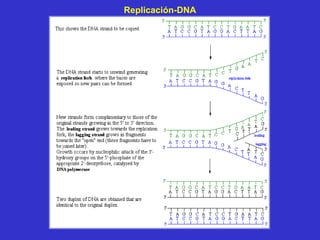 Replicación-DNA
 