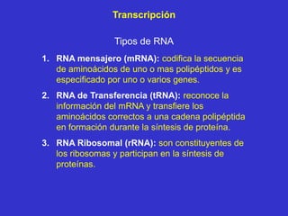 Transcripción

                 Tipos de RNA
1. RNA mensajero (mRNA): codifica la secuencia
   de aminoácidos de uno o mas polipéptidos y es
   especificado por uno o varios genes.
2. RNA de Transferencia (tRNA): reconoce la
   información del mRNA y transfiere los
   aminoácidos correctos a una cadena polipéptida
   en formación durante la síntesis de proteína.
3. RNA Ribosomal (rRNA): son constituyentes de
   los ribosomas y participan en la síntesis de
   proteínas.
 