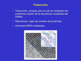 Traducción

• Traducción, proceso por el cual se sintetizan las
  proteínas a partir de la secuencia nucleótida del
  mRNA
• Ribosomas, lugar de síntesis de proteínas.
• Aminoacil-tRNA sintetasas.
 