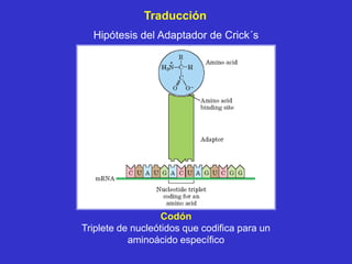 Traducción
  Hipótesis del Adaptador de Crick´s




                   Codón
Triplete de nucleótidos que codifica para un
           aminoácido específico
 