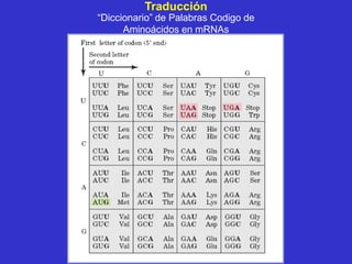 Traducción
“Diccionario” de Palabras Codigo de
      Aminoácidos en mRNAs
 