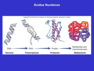 Ácidos Nucleicos
 