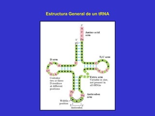 Estructura General de un tRNA
 
