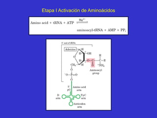 Etapa I Activación de Aminoácidos
 