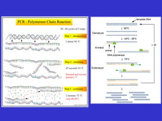 Capítulo 6. -acidos_nucleicos