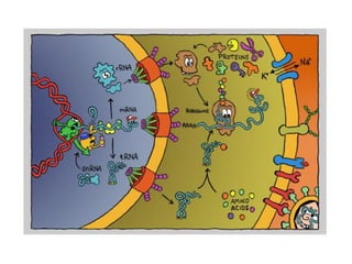 Capítulo 6. -acidos_nucleicos