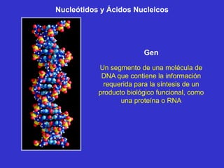 Nucleótidos y Ácidos Nucleicos




                         Gen
           Un segmento de una molécula de
            DNA que contiene la información
            requerida para la síntesis de un
           producto biológico funcional, como
                  una proteína o RNA
 