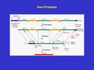 Gen-Proteína
 