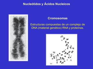 Nucleótidos y Ácidos Nucleicos



                 Cromosomas
    Estructuras compuestas de un complejo de
     DNA (material genético) RNA y proteínas.
 