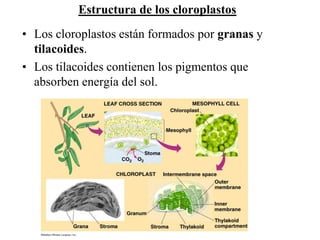 Estructura de los cloroplastos
• Los cloroplastos están formados por granas y
  tilacoides.
• Los tilacoides contienen los pigmentos que
  absorben energía del sol.
 