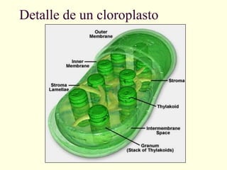 Detalle de un cloroplasto
 