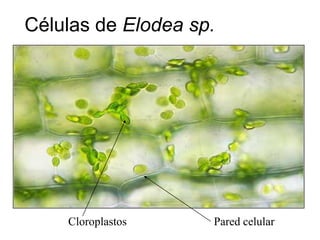 Células de Elodea sp.




    Cloroplastos    Pared celular
 