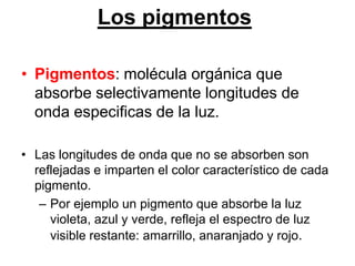 Los pigmentos

• Pigmentos: molécula orgánica que
  absorbe selectivamente longitudes de
  onda especificas de la luz.

• Las longitudes de onda que no se absorben son
  reflejadas e imparten el color característico de cada
  pigmento.
   – Por ejemplo un pigmento que absorbe la luz
     violeta, azul y verde, refleja el espectro de luz
     visible restante: amarrillo, anaranjado y rojo.
 