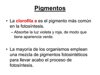 Pigmentos
• La clorofila a es el pigmento más común
  en la fotosíntesis.
  – Absorbe la luz violeta y roja, de modo que
    tiene apariencia verde.


• La mayoría de los organismos emplean
  una mezcla de pigmentos fotosintéticos
  para llevar acabo el proceso de
  fotosíntesis.
 
