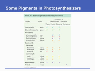 Some Pigments in Photosynthesizers
 