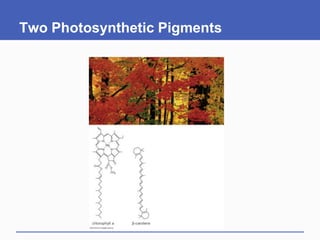 Two Photosynthetic Pigments
 