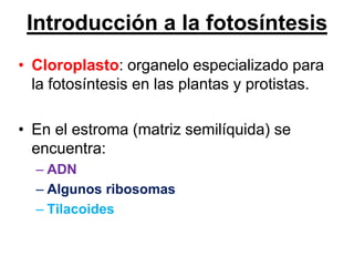 Introducción a la fotosíntesis
• Cloroplasto: organelo especializado para
  la fotosíntesis en las plantas y protistas.

• En el estroma (matriz semilíquida) se
  encuentra:
  – ADN
  – Algunos ribosomas
  – Tilacoides
 